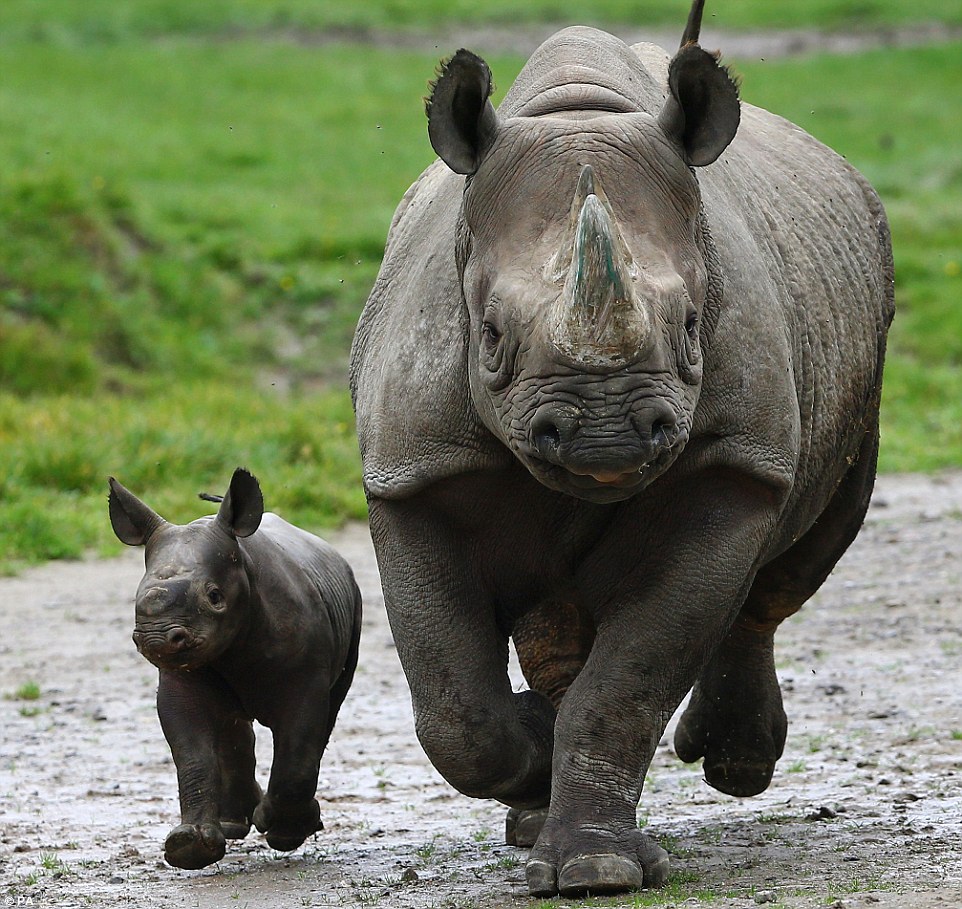 Как называют носорога. Карликовый носорог. Детеныш носорога. Носорог малыш. Маленький носорожек.