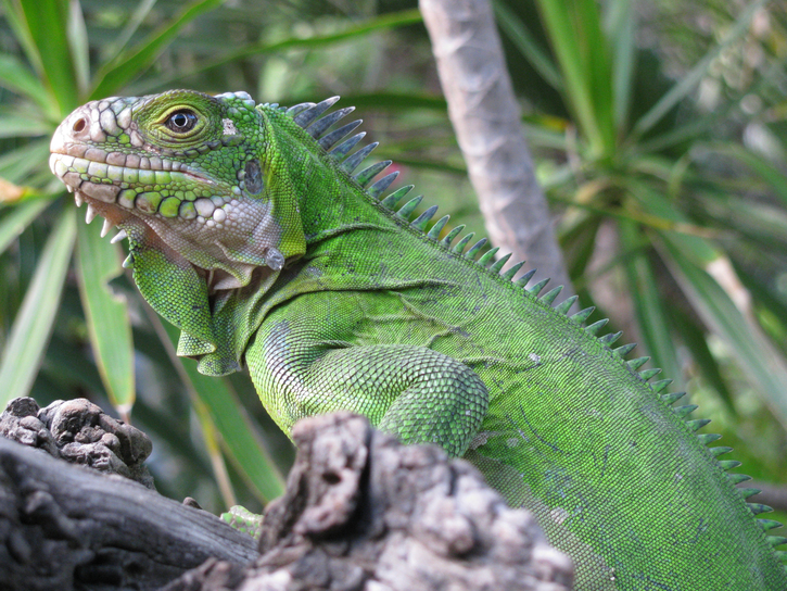 Lesser Antillean Iguana