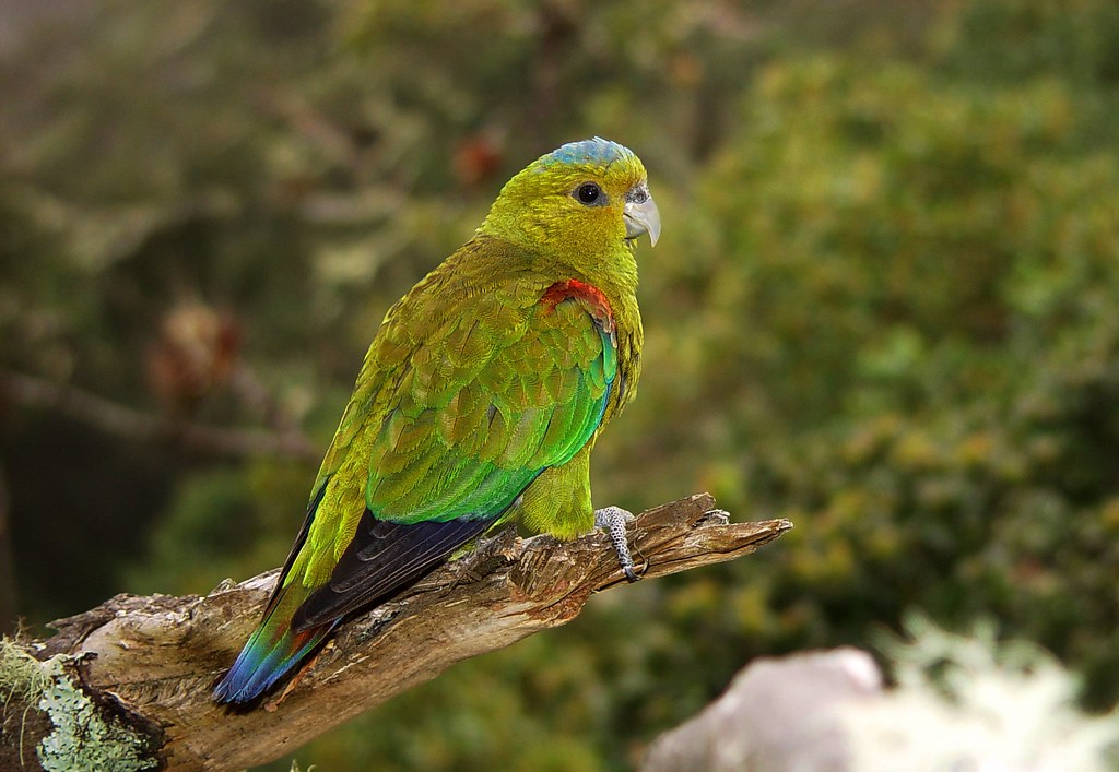 Indigo Winged Parrot